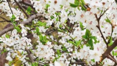 Bahar bahçesinde çiçek açan ağaç, dalda çiçek açan çiçek, doğada güzellik ve tarım kavramı.