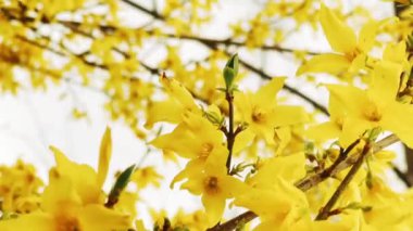 Çiçek bahçesindeki ağaç dalında açan sarı çiçekler, bitki örtüsü çiçeği ve doğa konseptinin güzelliği.