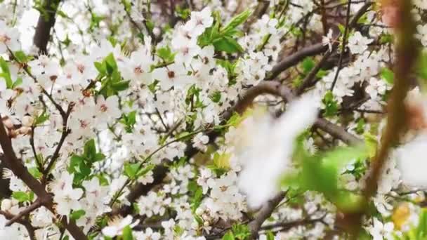 Blommande Träd Vår Trädgård Blomma Gren Skönhet Naturen Och Jordbruk — Stockvideo