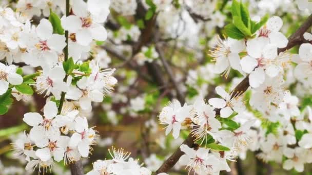 Kwitnące Drzewo Wiosennym Ogrodzie Kwiat Gałęzi Piękno Przyrodzie Koncepcji Rolnictwa — Wideo stockowe