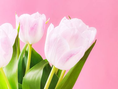 Pembe arka planda beyaz laleler, güzel çiçekler ve çiçek hediye konsepti.