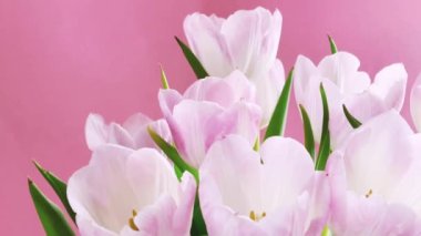 Pembe arka planda beyaz laleler, güzel çiçekler ve çiçek hediye konsepti.