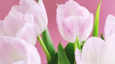 Pembe arka planda beyaz laleler, güzel çiçekler ve çiçek hediye konsepti.