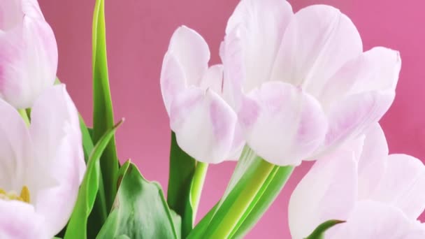 Букет Белых Тюльпанов Розовом Фоне Красивые Цветы Цветочный Подарок Концепции — стоковое видео