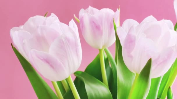 Bukiet Białych Tulipanów Różowym Tle Piękne Kwiaty Kwiatowy Pomysł Prezent — Wideo stockowe