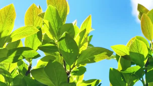 Green Foliage Blue Sky Plant Leaves Spring Summer Nature Environment — Stock Video