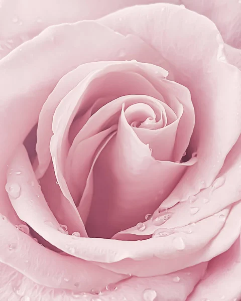 Pastel Pink Blooming Rose Vintage Floral Background Beauty Nature Concept —  Fotos de Stock