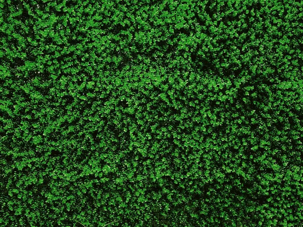 Bahçedeki yeşil duvar doğal arkaplan olarak, taze yapraklar ve doğa arkaplan ve peyzaj tasarımı konsepti olarak yeşillik