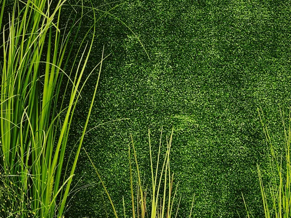 Green Wall Garden Natural Background Fresh Leaves Foliage Nature Backgdrop — Fotografia de Stock