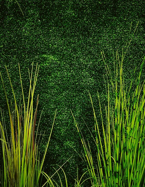 Zielona Ściana Ogrodzie Jako Naturalne Tło Świeże Liście Liści Jako — Zdjęcie stockowe