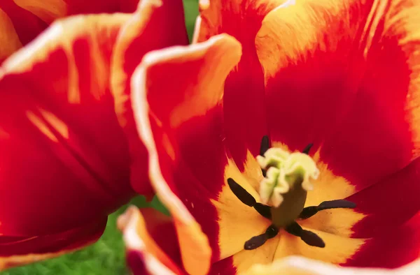 Όμορφες Τουλίπες Βοτανικό Κήπο Λουλουδιών Και Ομορφιά Στη Φύση Έννοια — Φωτογραφία Αρχείου