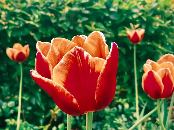 Όμορφες Τουλίπες Βοτανικό Κήπο Λουλουδιών Και Ομορφιά Στη Φύση Έννοια — Φωτογραφία Αρχείου