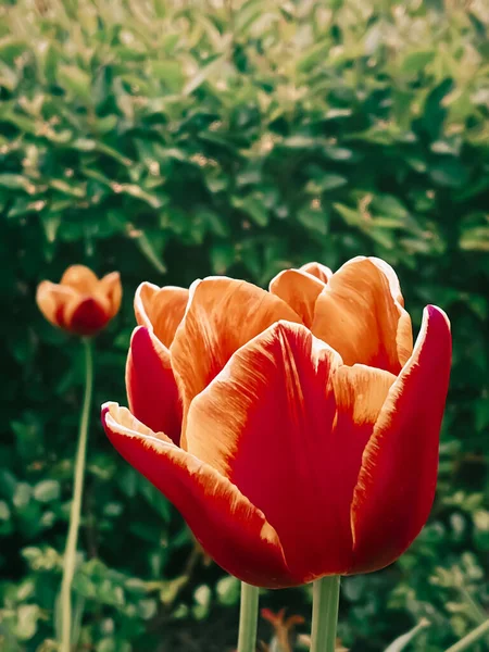Beautiful Tulips Botanical Floral Garden Beauty Nature Concept — Photo