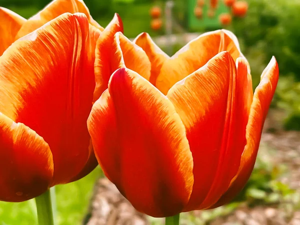 Beautiful Tulips Botanical Floral Garden Beauty Nature Concept — Photo