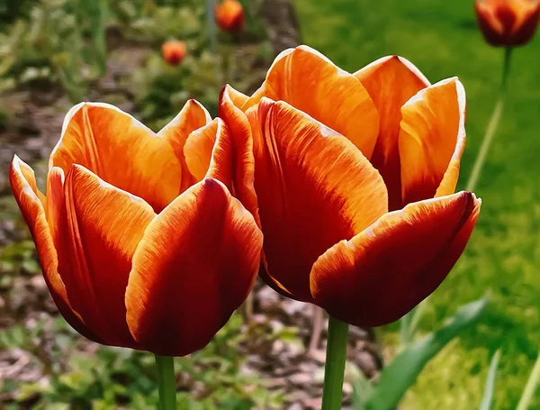 Beautiful Tulips Botanical Floral Garden Beauty Nature Concept — Photo