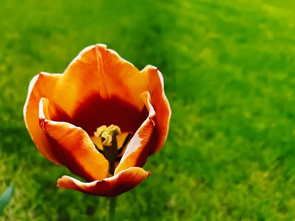 Красивые Тюльпаны Зеленом Фоне Ботанический Цветочный Сад Красота Концепции Природы — стоковое фото