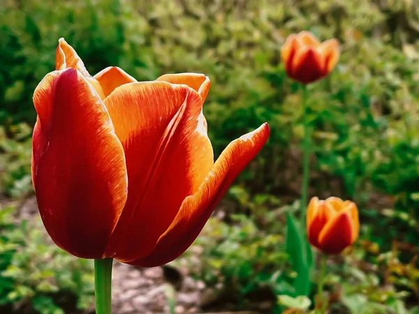 Beautiful Tulips Botanical Floral Garden Beauty Nature Concept — Photo