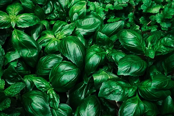 Grüne Und Kräuter Als Gesunde Bio Lebensmittel Frisches Gemüse Auf — Stockfoto