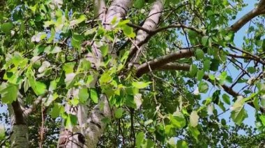 Ağaçta yeşil yapraklar, güneşli bir günde rüzgar ve mavi gökyüzü, doğa ve çevre kavramı