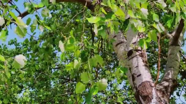 Follaje Verde Árbol Viento Día Soleado Cielo Azul Naturaleza Medio — Vídeo de stock