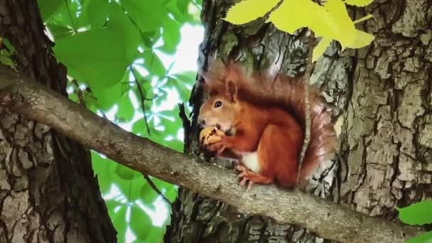 Carino Scoiattolo Rosso Albero Mangiare Noce Animali Concetto Natura — Video Stock