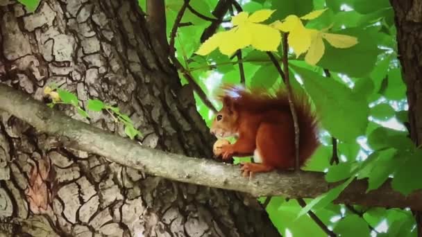 Linda Ardilla Roja Árbol Comiendo Nuez Animales Concepto Naturaleza — Vídeo de stock