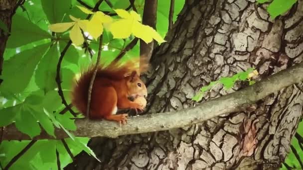 Cute Red Squirrel Tree Eating Nut Animals Nature Concept — Stock Video