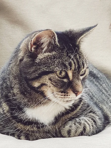 Vacker Kvinnlig Vuxen Tabby Katt Soffa Hemma Härlig Bedårande Husdjur — Stockfoto