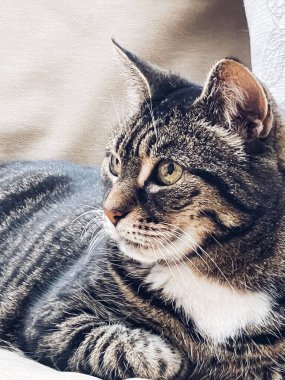 Güzel yetişkin kadın tekir kedi evdeki kanepede, sevimli sevimli hayvan, portre.