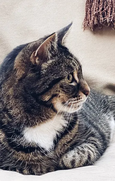 Vacker Kvinnlig Vuxen Tabby Katt Soffa Hemma Härlig Bedårande Husdjur — Stockfoto