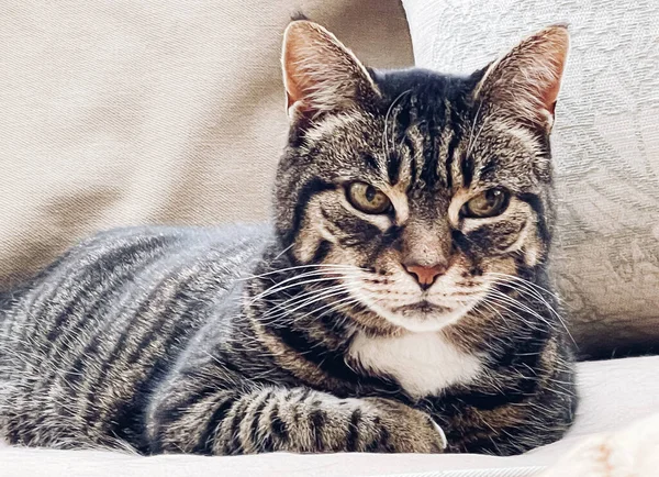 Güzel Yetişkin Kadın Tekir Kedi Evdeki Kanepede Sevimli Sevimli Hayvan — Stok fotoğraf