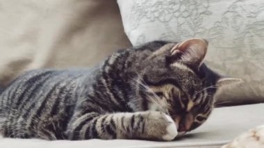 Güzel yetişkin kadın tekir kedi evdeki kanepede, sevimli sevimli hayvan, portre