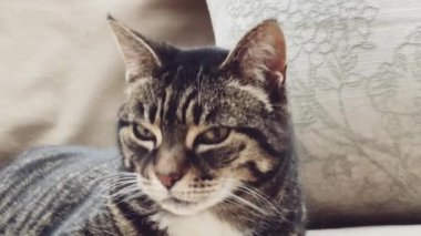 Güzel yetişkin kadın tekir kedi evdeki kanepede, sevimli sevimli hayvan, portre