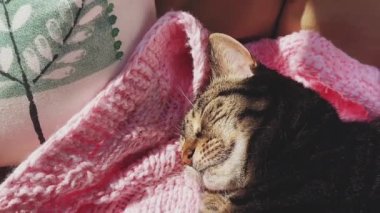 Evde pembe örgü örülü battaniyenin üzerinde uyuyan güzel yetişkin kadın tekir kedi, sevimli bir hayvan portresi, evcil hayvanlar için örgü örme ve ev hayatı konsepti.