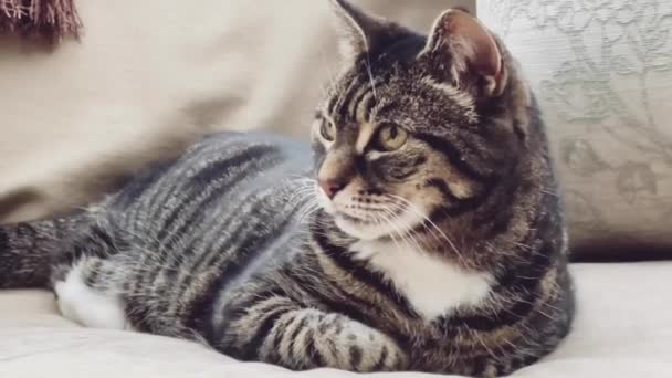 Linda Fêmea Adulto Tabby Gato Sofá Casa Adorável Adorável Animal — Vídeo de Stock