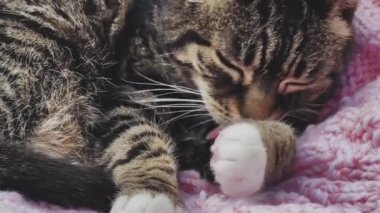 Güzel yetişkin kadın tekir kedi kendini yıkıyor, sevimli bir hayvan portresi, ev hayatı konsepti.
