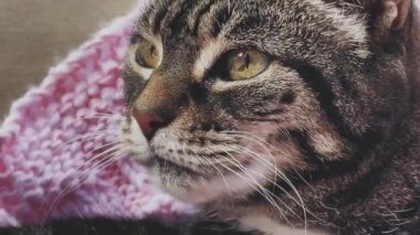 Güzel yetişkin kadın tekir kedi kendini yıkıyor, sevimli bir hayvan portresi, ev hayatı konsepti.