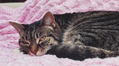 Evde pembe örgü örülü battaniyenin üzerinde uyuyan güzel yetişkin kadın tekir kedi, sevimli bir hayvan portresi, evcil hayvanlar için örgü örme ve ev hayatı konsepti.