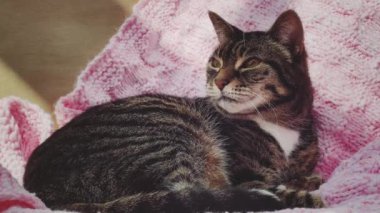 Evde pembe örülü battaniyeye uzanmış güzel bir kadın tekir kedi, sevimli bir hayvan portresi, evcil hayvanlar ve ev hayatı konsepti için örgü örüyor.