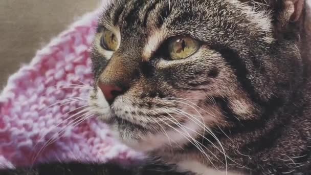 Krásná Fena Dospělý Tabby Kočka Mytí Sebe Půvabný Rozkošný Mazlíček — Stock video