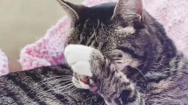 Linda Fêmea Adulto Tabby Gato Lavar Adorável Retrato Animal Estimação — Vídeo de Stock