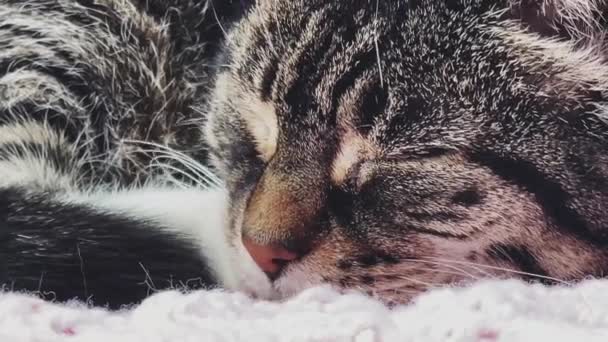 Όμορφη Θηλυκή Ενήλικη Γάτα Tabby Κοιμάται Ροζ Πλεκτή Κουβέρτα Στο — Αρχείο Βίντεο