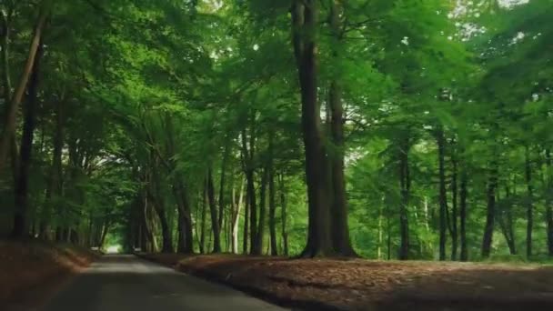 Οδήγηση Στο Δρόμο Ύπαιθρο Όμορφο Δάσος Του Καλοκαιριού Στο Hertfordshire — Αρχείο Βίντεο