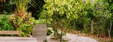 Güzel tropikal bahçe, çiçekler ve ağaçlar yazın, doğa ve bahçe konsepti