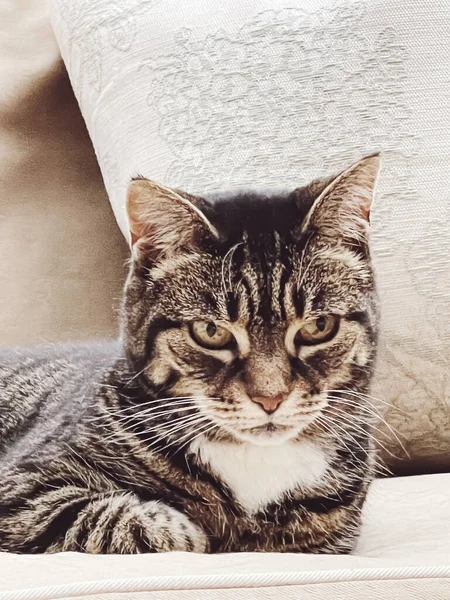 Krásná Fena Dospělá Tabby Kočka Pohovce Doma Krásné Roztomilé Zvířátko — Stock fotografie