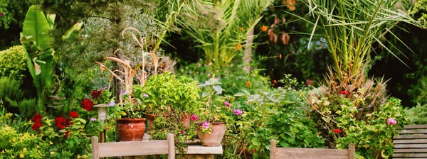 Beautiful Tropical Garden Flowers Trees Summer Nature Gardening Concept — Stockfoto