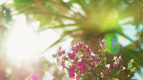 Flores Flor Palmera Atardecer Naturaleza Verano Destino Vacaciones Tropicales Concepto — Foto de Stock