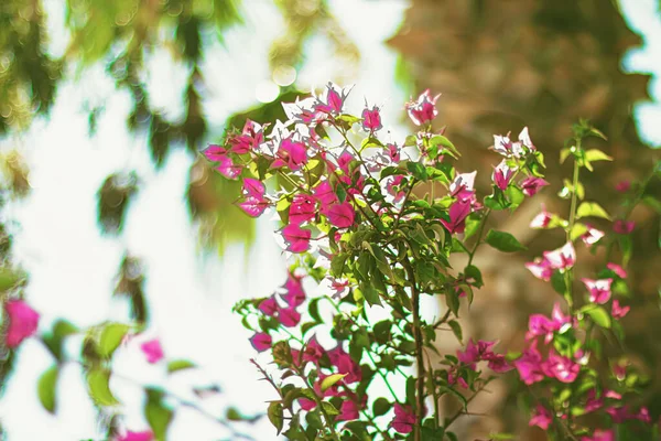 Flowers in bloom and palm tree at sunset, nature in summer, tropical holiday destination and summertime travel concept