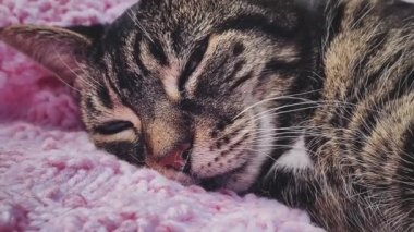 Evde pembe örgü örülü battaniyenin üzerinde uyuyan güzel yetişkin kadın tekir kedi, sevimli bir hayvan portresi, evcil hayvanlar için örgü örme ve ev hayatı konsepti.