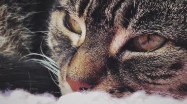 Evde pembe örülü battaniyeye uzanmış güzel bir kadın tekir kedi, sevimli bir hayvan portresi, evcil hayvanlar ve ev hayatı konsepti için örgü örüyor.